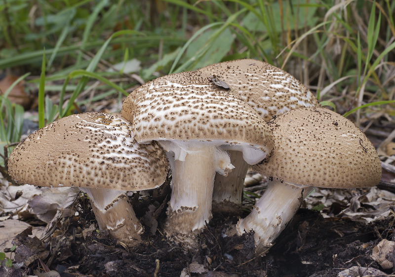 Lepiota aspera